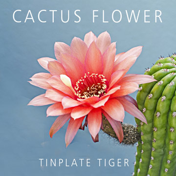 Cactus Flower